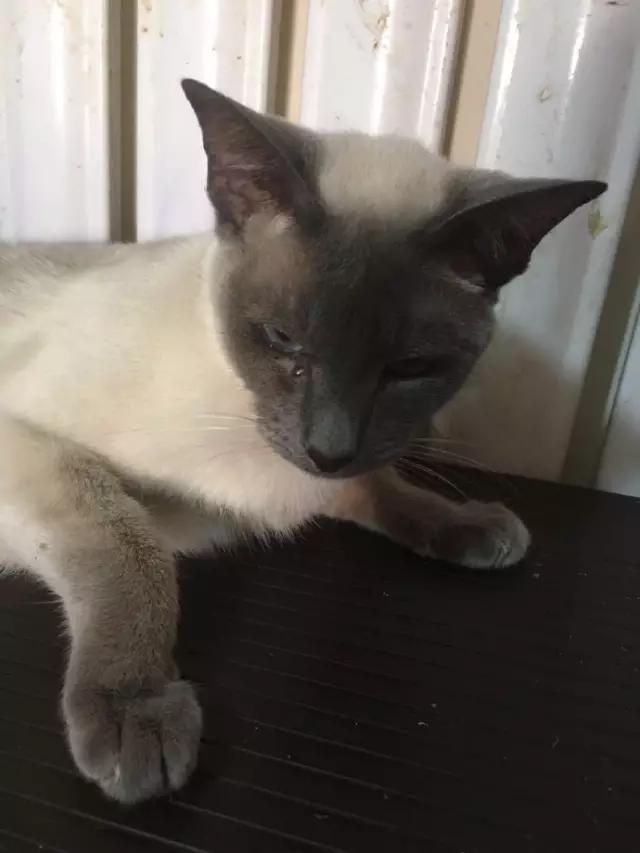 收养流浪狗自家狗狗染病,流浪狗被收养后都到哪里去了