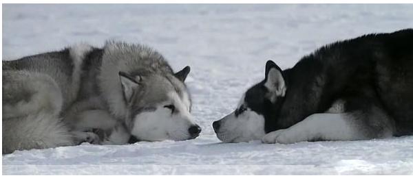 导盲犬小q动漫片影评,导盲犬小q电影总结