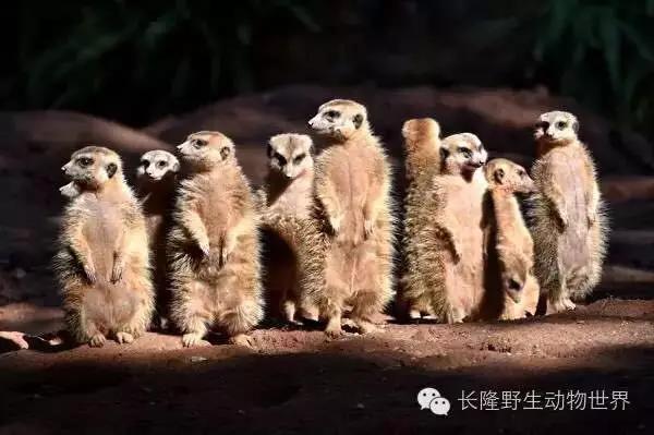 长隆合适小朋友玩的地方,长隆有哪些小朋友能够玩的项目