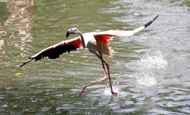 长隆合适小朋友玩的地方,长隆有哪些小朋友能够玩的项目