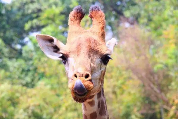 长隆合适小朋友玩的地方,长隆有哪些小朋友能够玩的项目