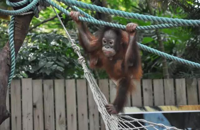 长隆合适小朋友玩的地方,长隆有哪些小朋友能够玩的项目