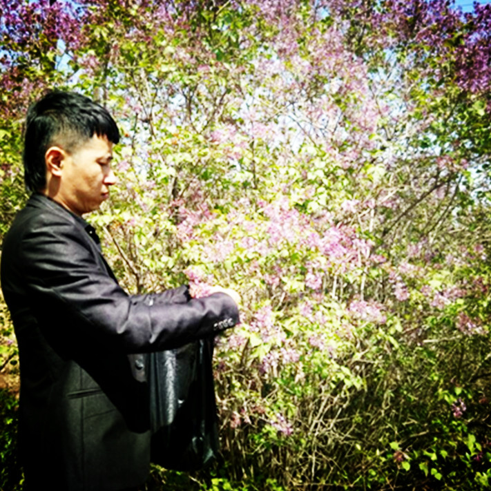 丁香花纯露功能与功效,丁香花纯露怎么做