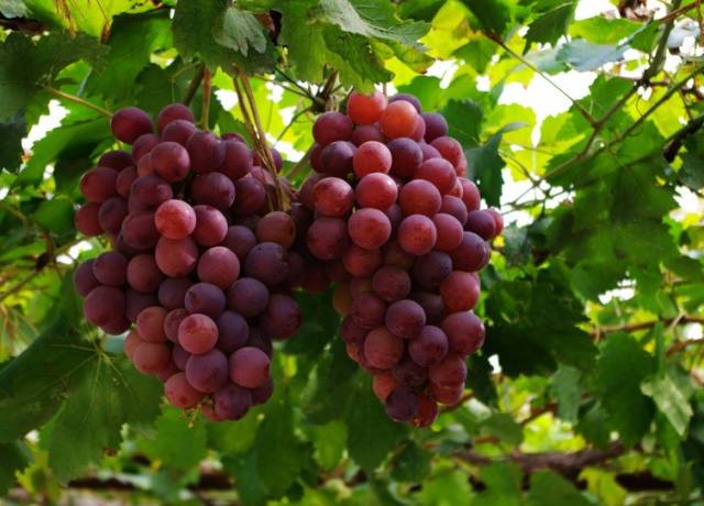 河北特色伴手礼,河北有什么好吃的伴手礼