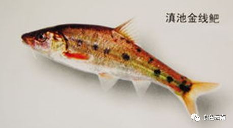 云南淡水鱼类图鉴,云南鱼类有哪些