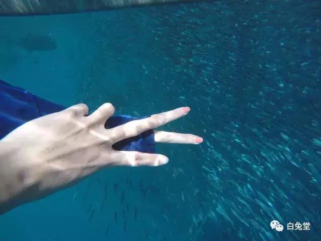 「白兔堂」可能只有不到10%的游客在澳洲玩到了这些！你玩对了吗？