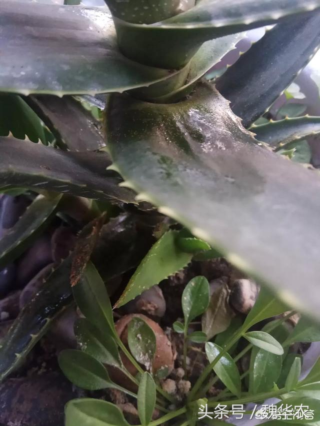 芦荟叶子有红点是什么原因,芦荟叶片出现褐色斑点