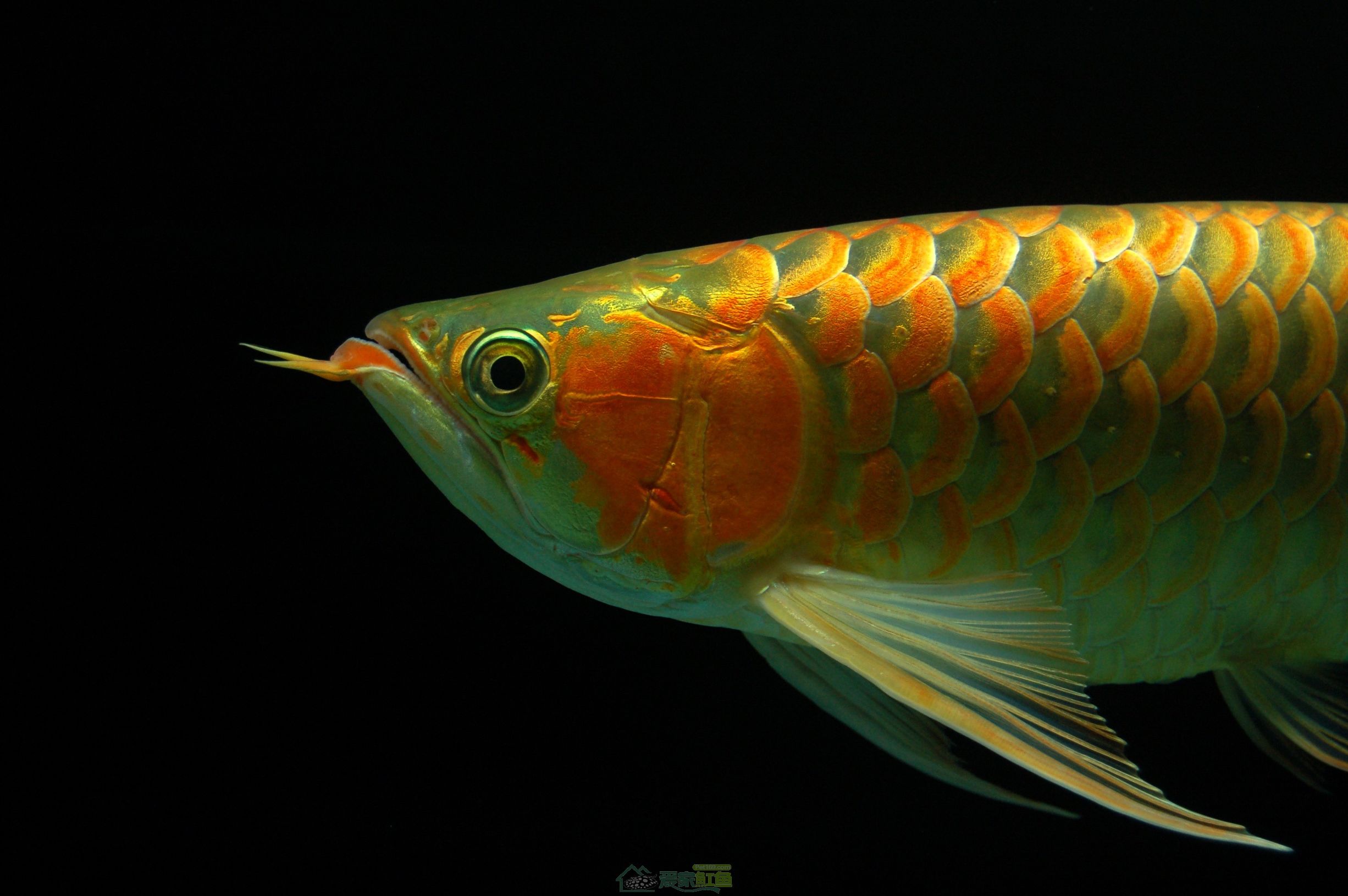 [龙鱼]顺水而为，则龙魟无忧