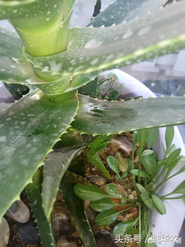 芦荟叶子有红点是什么原因,芦荟叶片出现褐色斑点