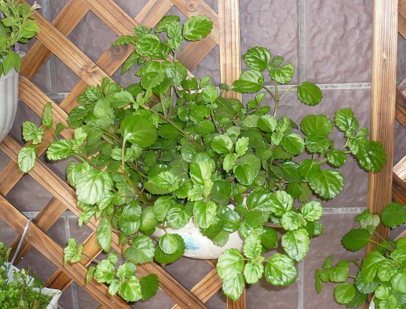 洋葱能够有效去除甲醛吗为什么,洋葱除甲醛吗什么东西能够除甲醛