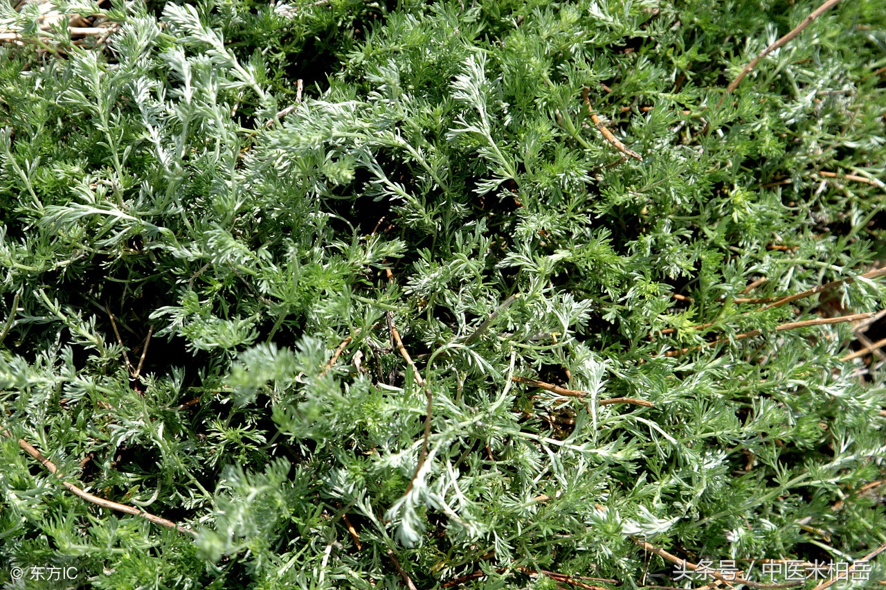 能吃的野菜大全茵陈,茵陈野菜