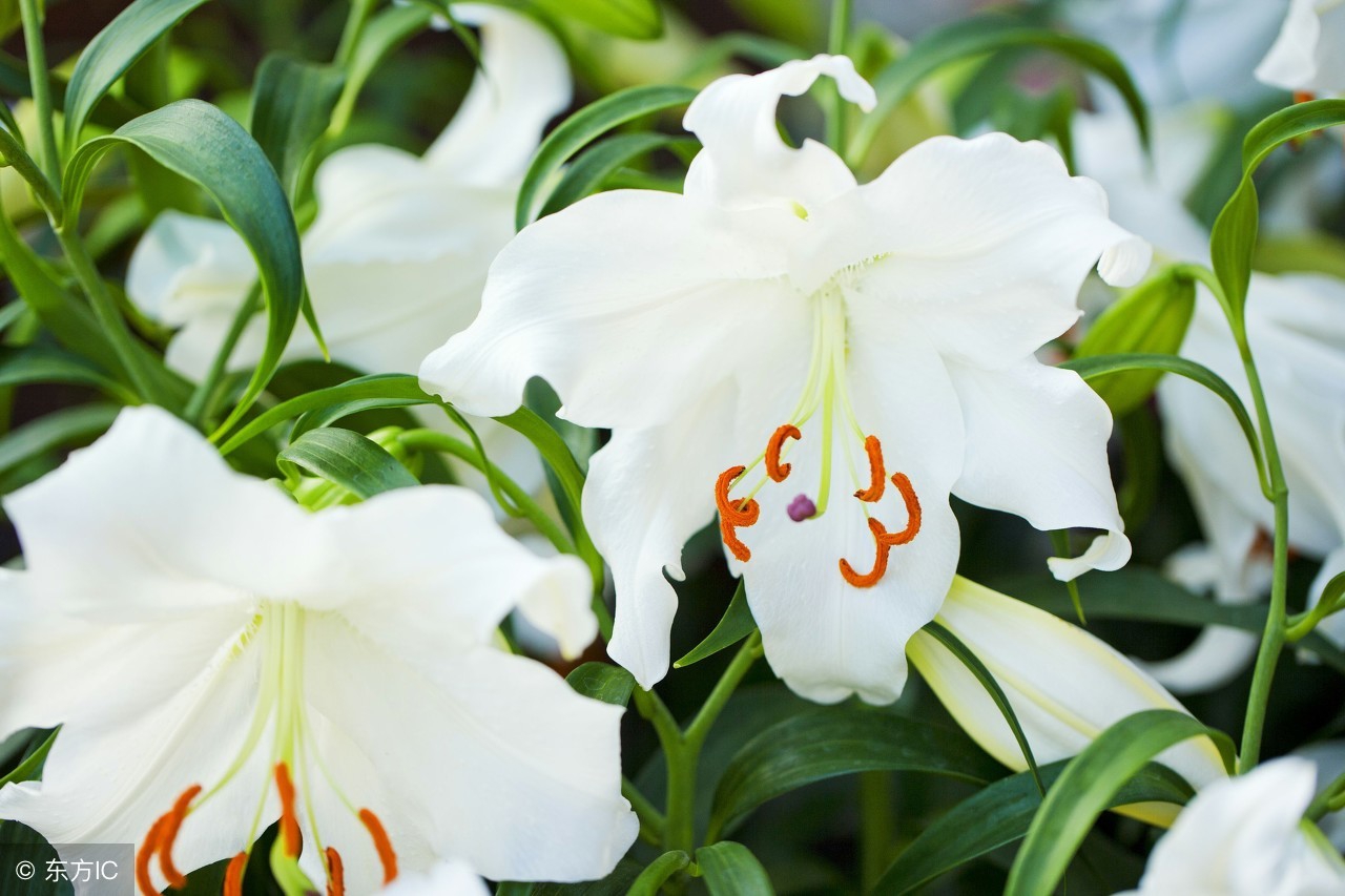 百合病为什么叫百合病,百合病讲解