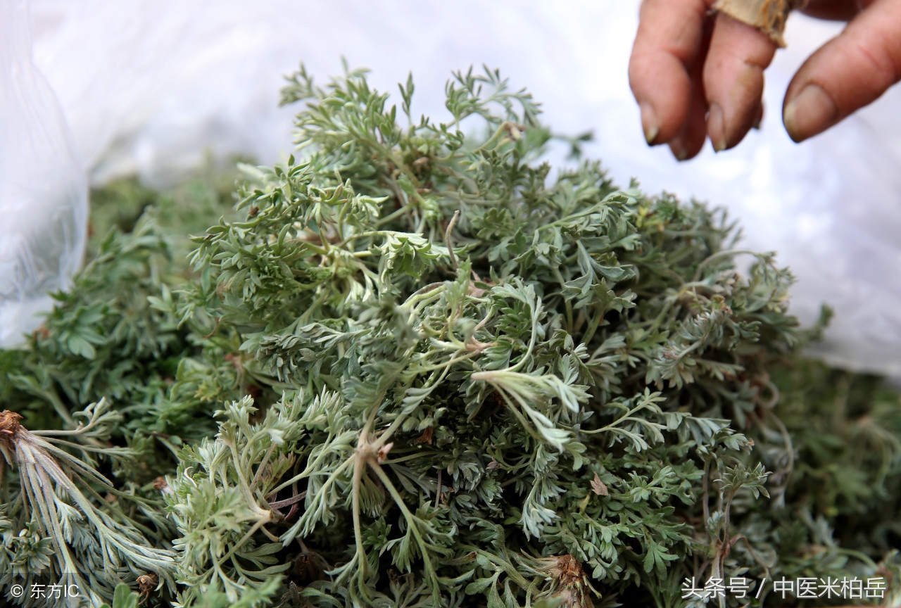 能吃的野菜大全茵陈,茵陈野菜