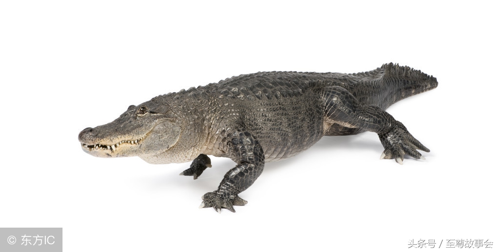 民间故事黄仙救命,民间故事黄大仙索命