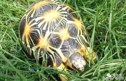 陆龟新手入门教程视频,陆龟蒙诗全集