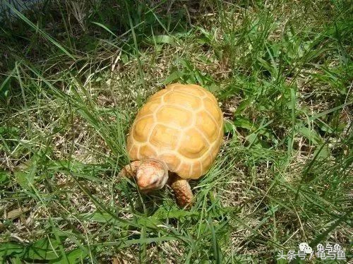 陆龟新手入门教程视频,陆龟蒙诗全集