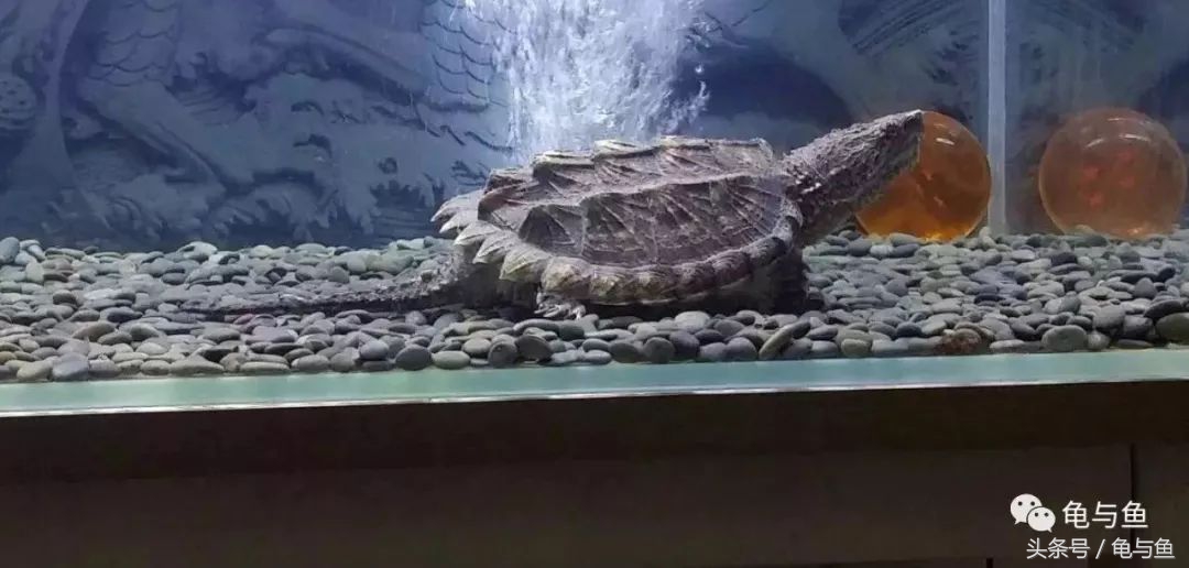 养龟十大禁忌属相,深水养龟十大排行榜