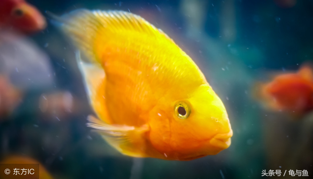 母鹦鹉鱼和公鹦鹉鱼的区别,黄鹦鹉鱼和红鹦鹉鱼哪个好