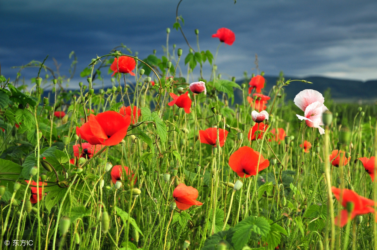有多少婚姻败给了原生态家庭,有多少婚姻败给了麻将