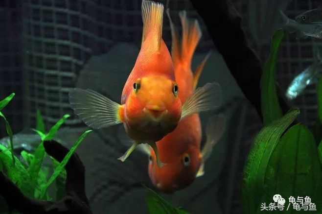 鹦鹉鱼的饲养技巧与方法大全,迷你鹦鹉鱼的饲养环境怎么样