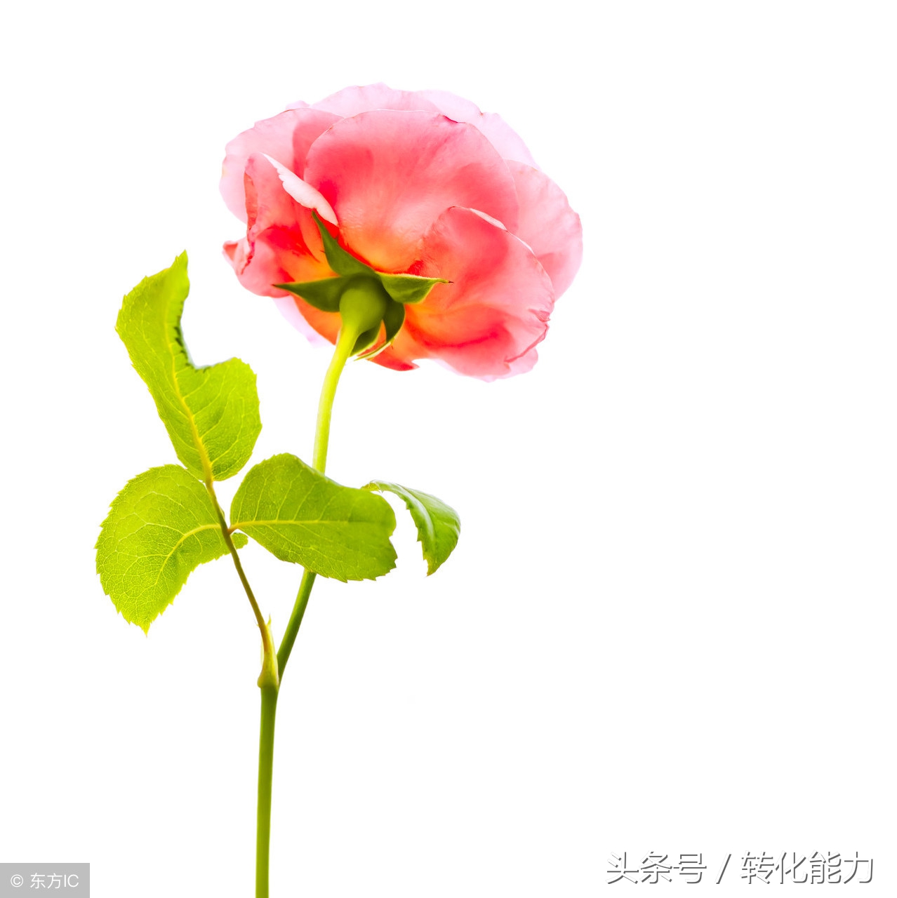 母亲节快乐表格,母亲节表格电子版