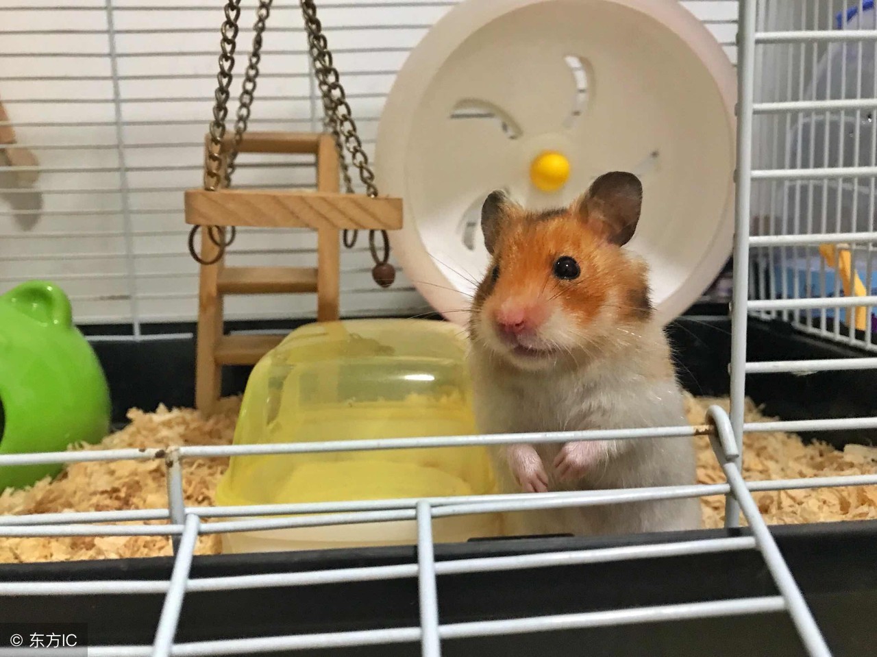 寝室能够养宠物吗,学校寝室养宠物违法吗