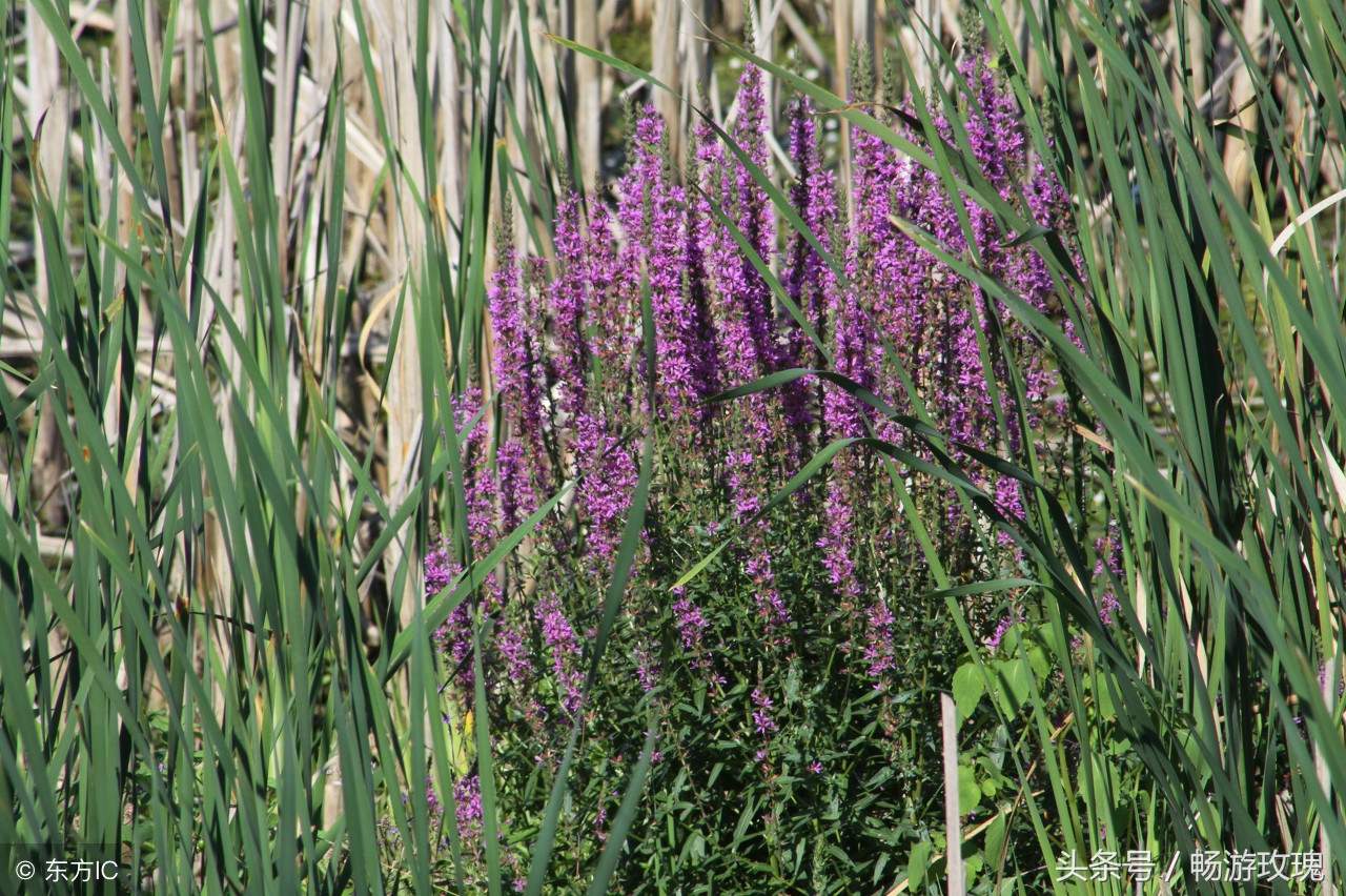 什么野草清热利湿,铁线蕨见过吗能清热解毒利水通淋