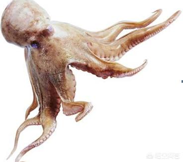 章鱼与鱿鱼的口感有什么区别,章鱼和鱿鱼吃起来的区别有哪些