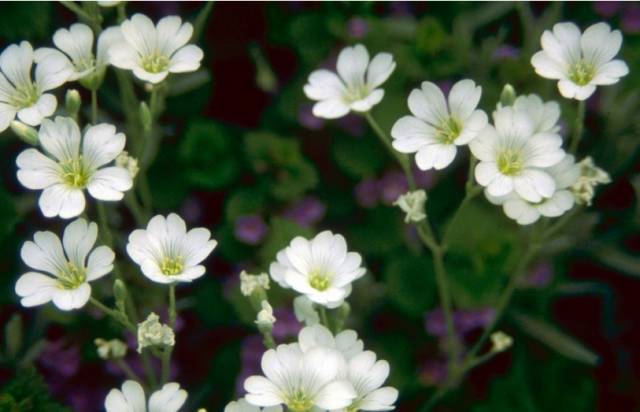 红花酢浆草和苜蓿草的区别,红花酢浆草植物简介