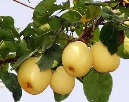 房山什么特产好吃又实惠,正宗房山特产在哪里