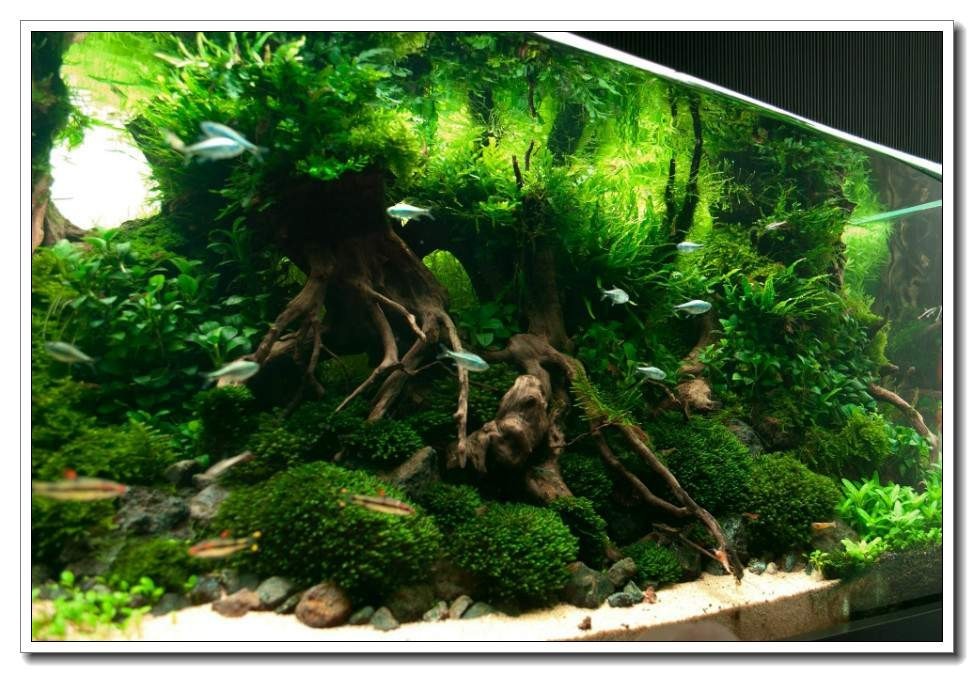 水族新手养鱼攻略,鱼缸养鱼攻略新手必备