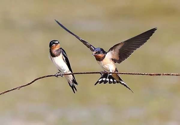 为了庆祝儿童节，珠宝界搬来了整个动物园