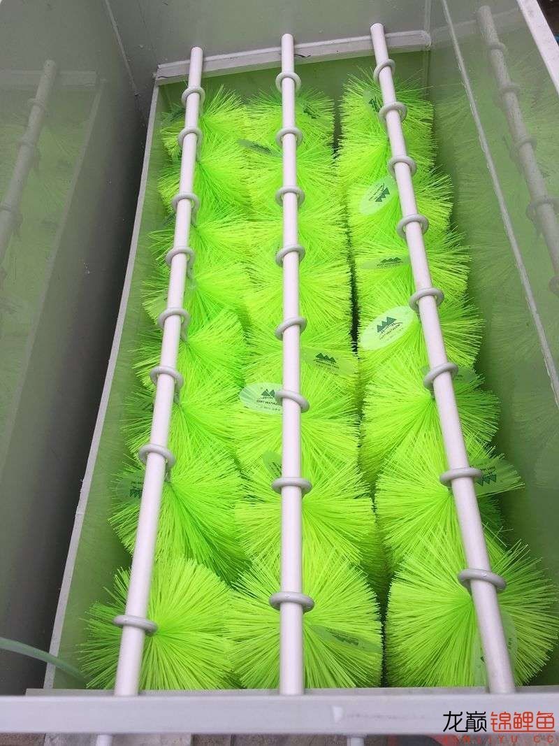 大型pp塑料锦鲤池,超大pp塑料锦鲤池