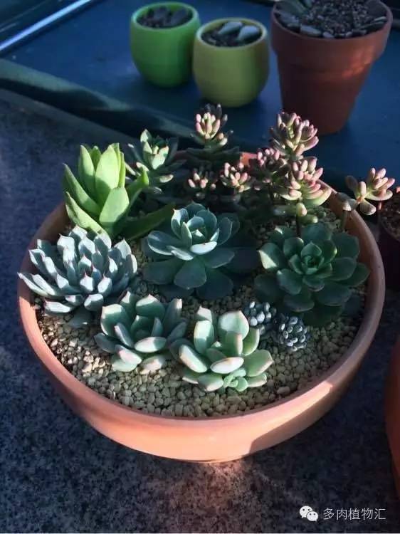 开挂区养多肉好吗,看完这些对比图你就明白了