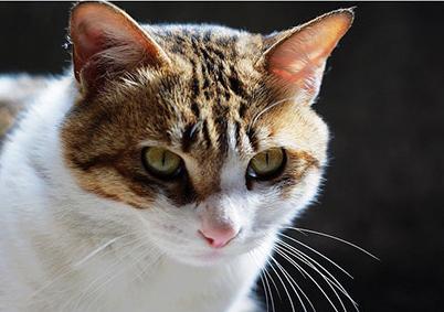 哪几种猫都是稀有猫,各种品种的猫哪种猫最好