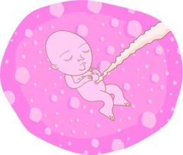 生完孩子后胎盘能够吃吗,生了孩子后胎盘能够吃吗