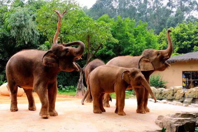 长隆合适小朋友玩的地方,长隆有哪些小朋友能够玩的项目