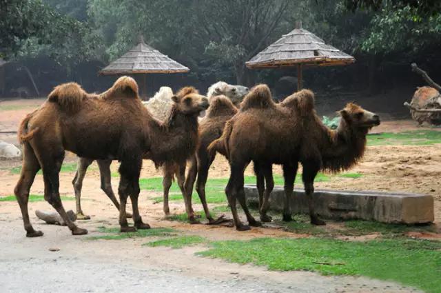长隆合适小朋友玩的地方,长隆有哪些小朋友能够玩的项目
