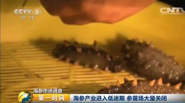 海参多少钱一斤比较合理呢,海参多少钱一斤算正常价格