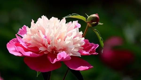 牡丹真国色什么意思,牡丹真国色下一句