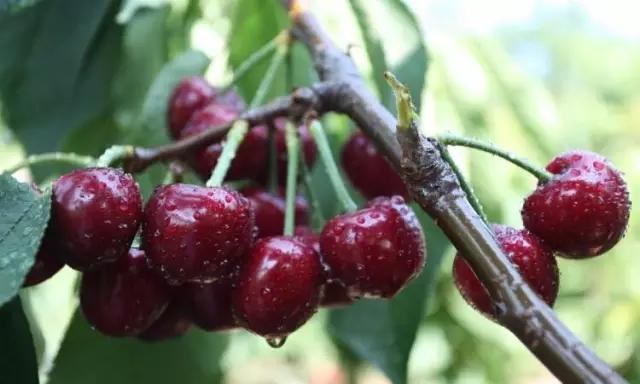 如何挑选樱桃最好,最标准的樱桃口感是什么