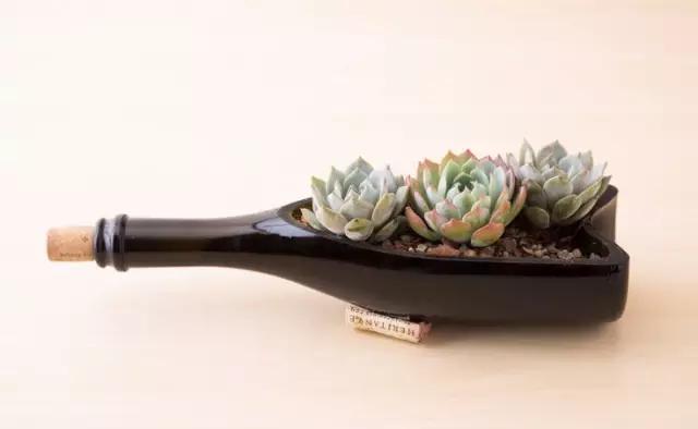 红酒瓶与多肉,玻璃瓶与多肉的邂逅