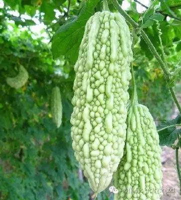 百试百灵的去痱子方法 (小孩子反反复复长痱子)