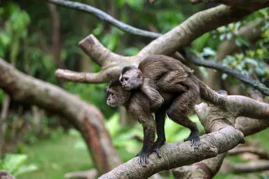 长隆合适小朋友玩的地方,长隆有哪些小朋友能够玩的项目