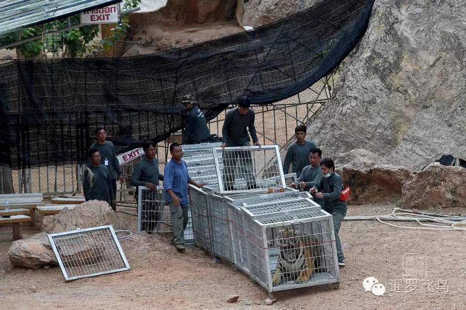 147大老虎全被抓走了？泰国虎庙或将无虎！