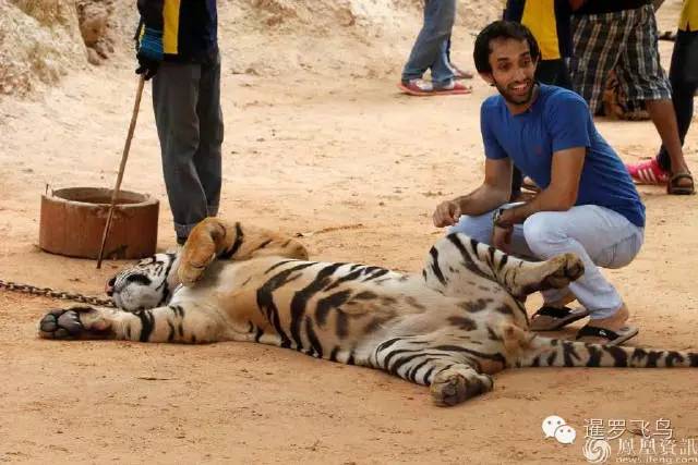 147大老虎全被抓走了？泰国虎庙或将无虎！