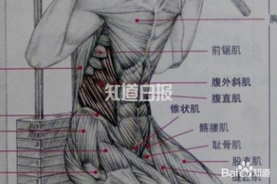 人鱼线马甲线，到底有什么卵用？除了装X