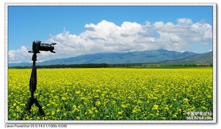 梦里花开——*疆新**，又一次的心动