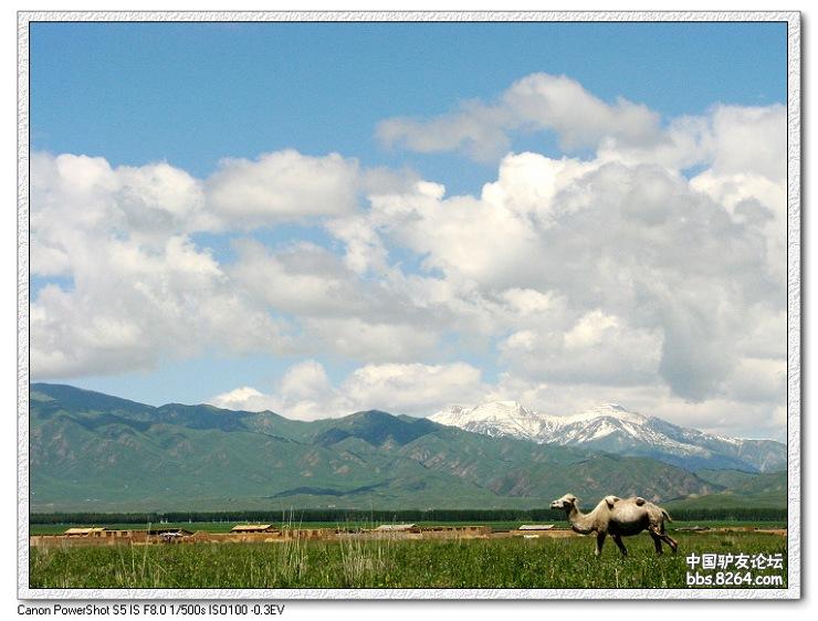 梦里花开——*疆新**，又一次的心动