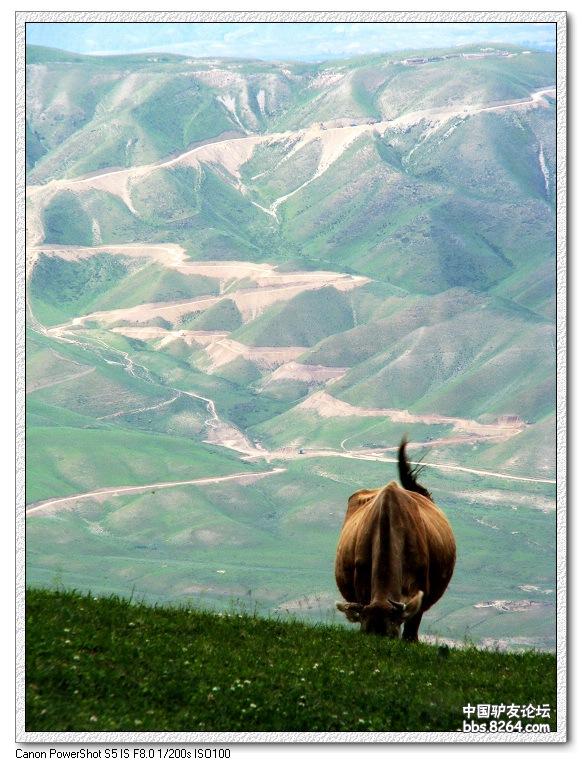 梦里花开——*疆新**，又一次的心动